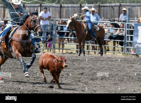 Breakaway Calf Roping Event At The Tsuut Ina Annual Rodeo Powwow Alberta Canada Stock Photo