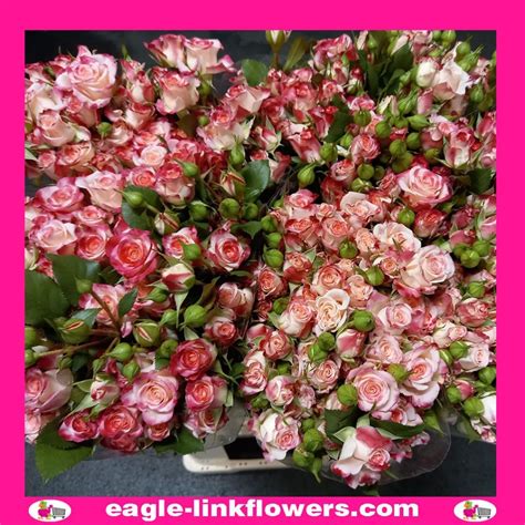 Reflex Regular Spray Roses Eagle Link Flowers