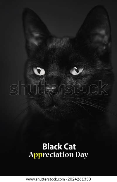 Black Cat Appreciation Day Social Media Stock Photo 2024261330