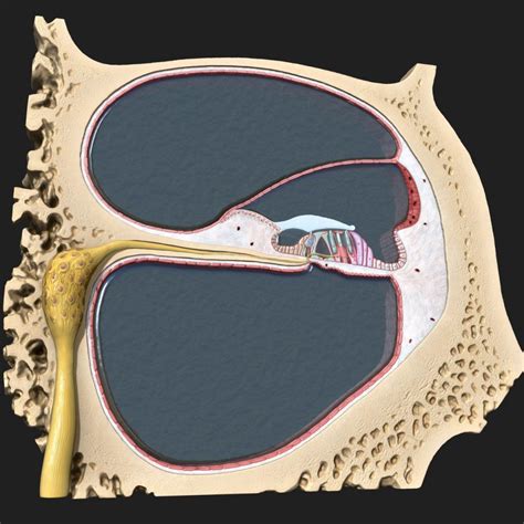 Sneak Peek Of The New Cochlea Microanatomy Model Complete Anatomy