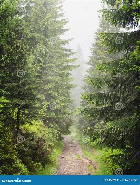 Beautiful Evergreen Forest With Pine Trees And Trail Stock Image