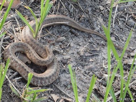 Non Venomous Snakes Of The Big Thicket In East Texas