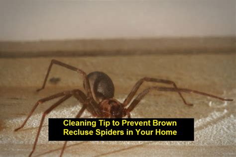 Cleaning Tip To Prevent Brown Recluse Spiders In Your Home Seai