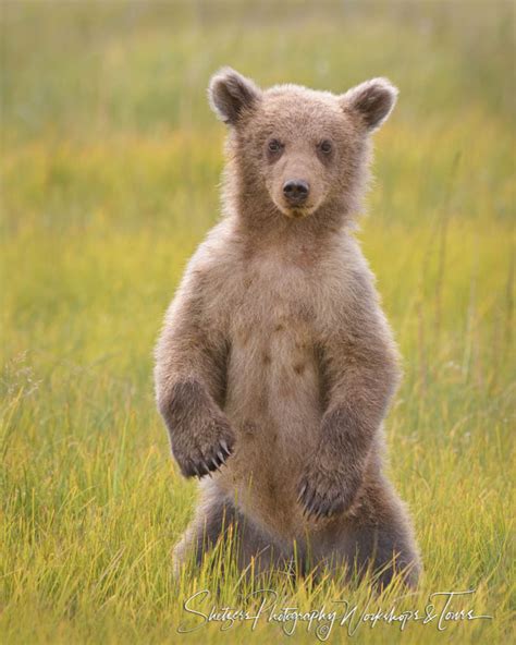 A Grizzly Bear Stands On Its Hind Legs Amid Tall Grass Facing T
