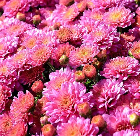 Pink Garden Mums Stock Image Image Of Plant Assortment 26580643