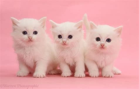 Here you can find the best kawaii cat wallpapers uploaded by our community. kittens | WP32486 Three white kittens on pink background ...