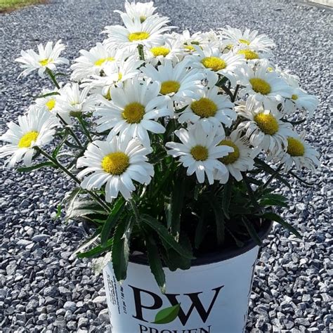 Amazing Daisies® Daisy May® Shasta Daisy Grown By Overdevest