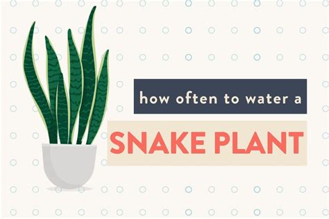 Keyword For How Often Do Snake Plants Need Watering
