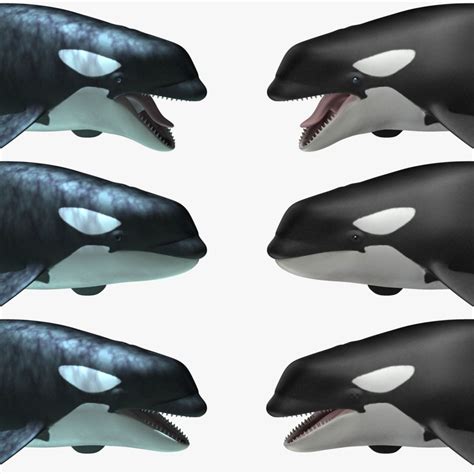 Orcinus Orca Killer Whale 3d Model 99 Ma Obj Free3d
