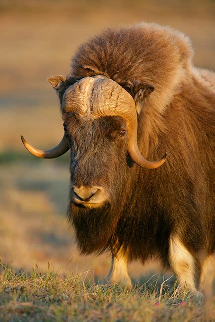 Taurus primigenius), a domesticated form of the large horned mammals that once moved in herds across north america and europe (whence they have disappeared) and asia and africa, where some still exist in the wild state. Happy New Year for the Year of the Ox! | Senia Maymin, Ph ...