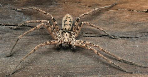 10 Spiders In Mississippi Az Animals