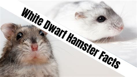 Tiny But Mighty Winter White Dwarf Hamster Facts NatureFAQ