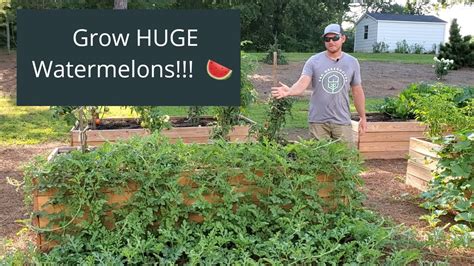How To Grow Watermelons And Cantaloupes In Raised Beds