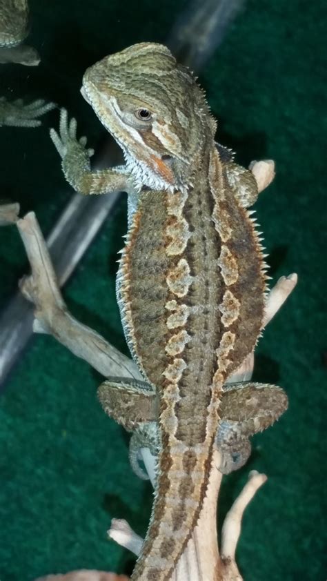 Backwaterreptiles.com has amazing water dragons for sale (physignathus cocincinus) at low prices. Bearded Dragon Reptiles For Sale | Lakeland, FL #242390