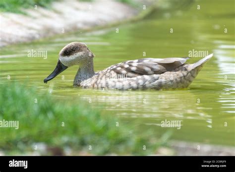 Marbled Teal Duck Hi Res Stock Photography And Images Alamy