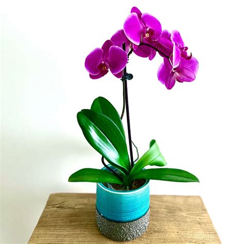 Phaleanopsis Orchid Plant Fresh Flowers Sydney Delivery