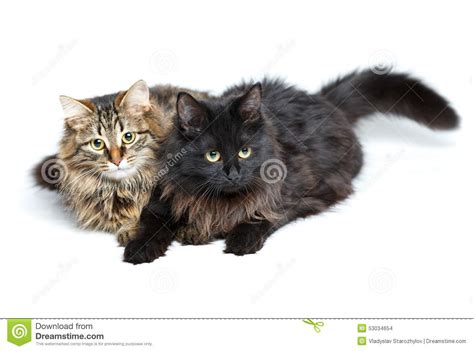 Two Cute Fluffy Cats Isolated On White Stock Photo Image