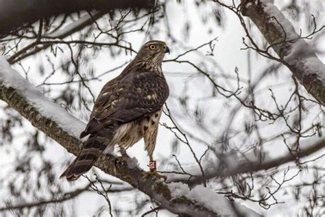 11 Types Of Hawks In Michigan And Where To Find Them
