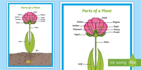 What Are The Parts Of A Plant Twinkl