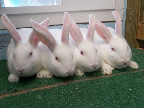 The breed originated in california, possibly from rabbits imported from new zealand. New Zealand Male Rabbits available in Forney Texas. | USA ...