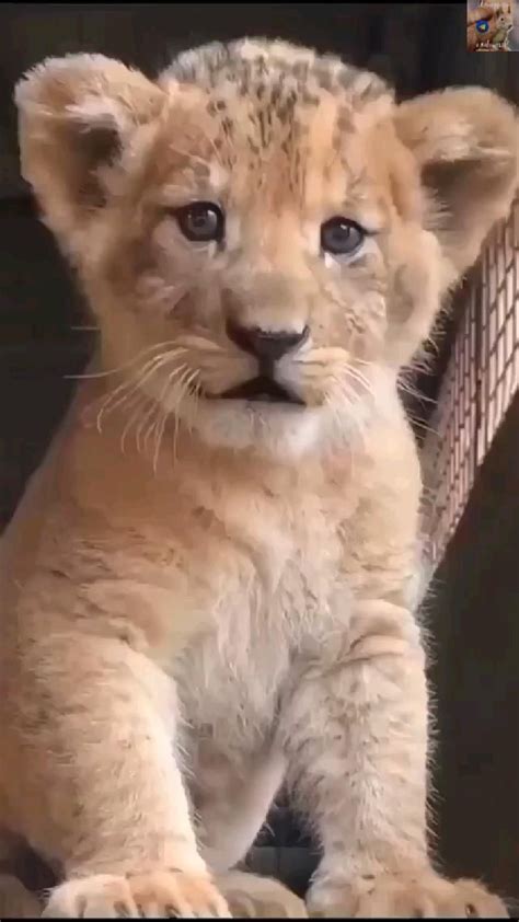 Heartbreaking Pictures Of Asha The Lion With Her Cub Before She Died