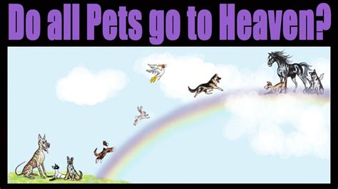 Do Pets Go To Heaven Bible Verse Jhoni Pet