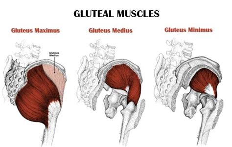 Glute muscle anatomy fitstep glute muscle anatomy shown in the second diagram are the gluteus medius and minimus which lie directly underneath the glute exercises. 302 Found