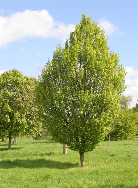 Pin On Fastigiata Trees And Columnar Trees Narrow Trees To Plant