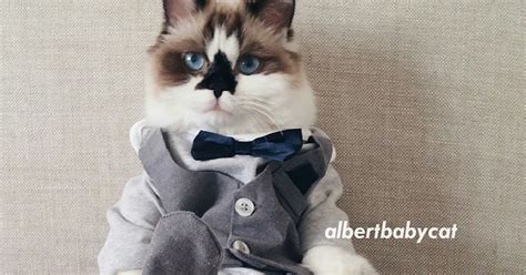Meet Albert Baby Cat The Instagram Cat Who Dresses Better Than Most