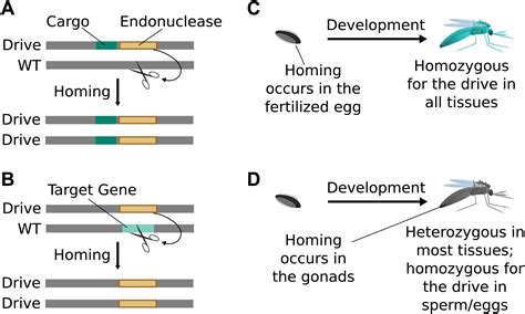 Concerning Rna Guided Gene Drives For The Alteration Of Wild