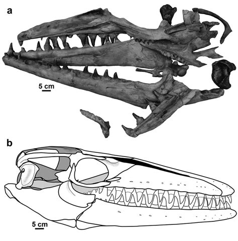 A Mnhn Ac 9648 Mosasaurus Hoffmannii Holotype Specimen B Skull