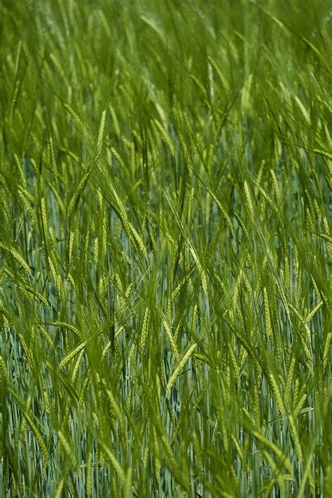 Ears Grass Field Blur Hd Phone Wallpaper Peakpx
