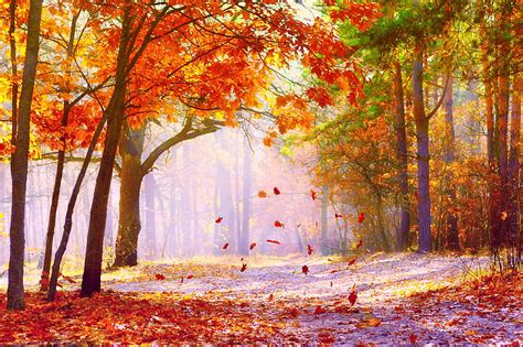 Hd Wallpaper Fall Colors Sunrise Forest Yellow Leafed Trees Seasons