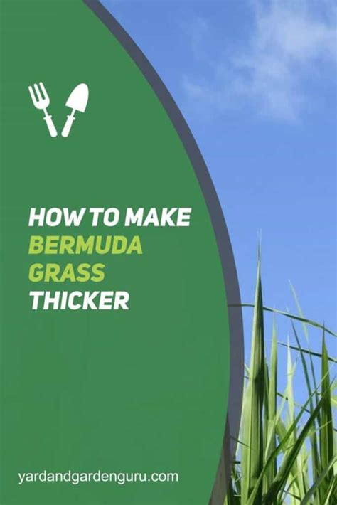 Warm season grass types include bahia, bermuda, st. How To Make Bermuda Grass Thicker