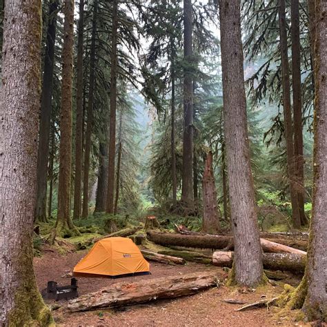 Experience Washingtons Rainforest At These 8 Olympic National Forest