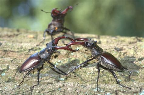 Maka diharapkan dengan adanya makalah berjudul hama dan penyakit. smart_ebook: Kumbang Rusa (Lucanus cervus)