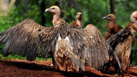 Four Asian Vulture Species Now On Highest Protection List The Hindu