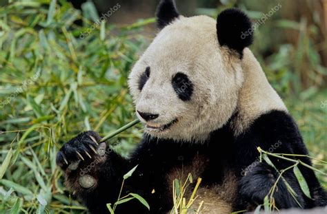 El Panda Gigante Ailuropoda Melanoleuca Chino Pinyin Dxingmo