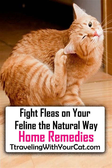 Fight Fleas On Your Feline The Natural Way Home Remedies Home