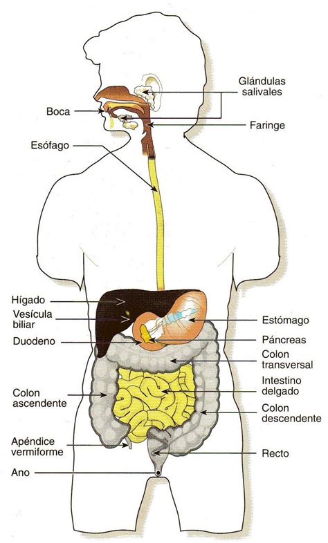El Sistema Digestivo Del Ser Humano Imagui