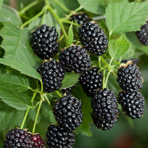 How to make simple blackberry gin. Willoway Nurseries, Inc. - The Midwest's Premier Wholesale ...