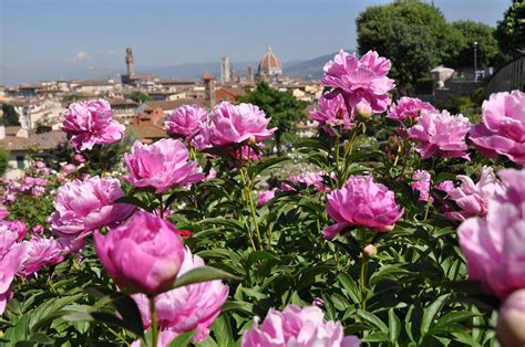 Simply click on the clue posted on universal crossword on november 7 2017 and we will present. Fantastic Flowers in Florence and When to Find Them ...