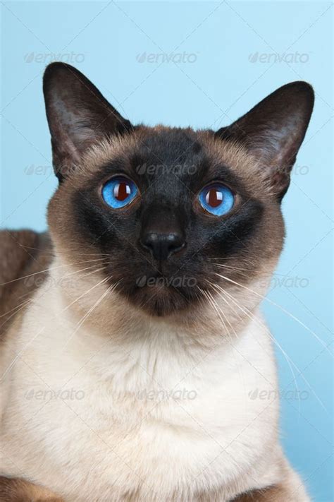 Siamese cats are meant to have blue eyes. Realistic Graphic DOWNLOAD (.ai, .psd) :: http://realistic ...