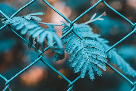Close Up Photography Of A Green Leaf Plant Growing Through A Fence