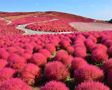 12 Incredible And Interesting Things To Do In Ibaraki Japan