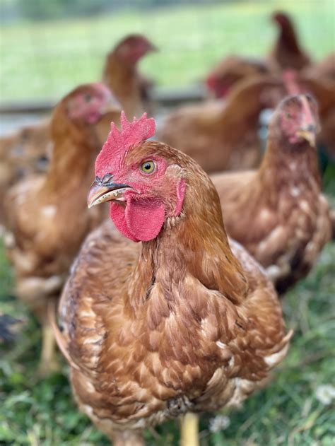 Organic Pasture Raised Whole Chicken — Two Creek Farm