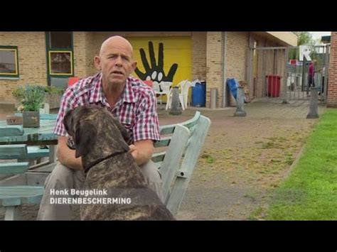 Dertien Honden Vastgebonden Aan Boom In Rotterdam YouTube