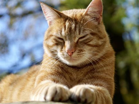 Orange Cat Breeds With Pictures Ollie Mosby
