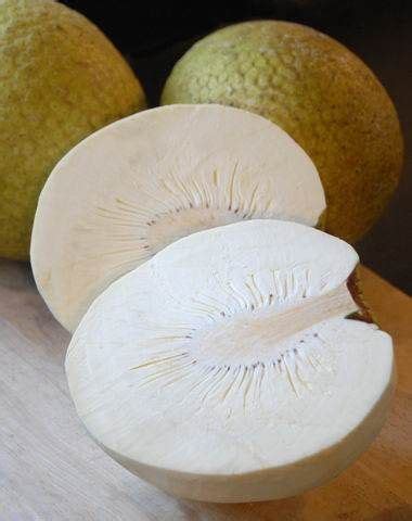 L'albero del pane nasce a visso, in provincia di macerata nel 2005 grazie a lina e fabio, coppia nel lavoro e nella vita. Accenni "Albero del Pane". - AlberoDelPane