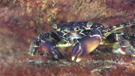 Marbled Rock Crab Pachygrapsus Marmoratus Eats Stock Footage Video 100